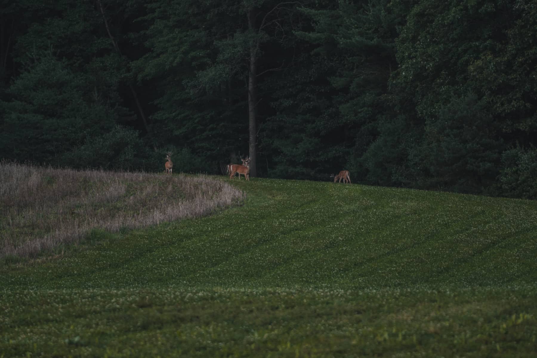 Food plot management and journaling with TrophyTracks hunting app featured image