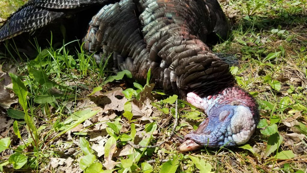 spring turkey hunting tips
