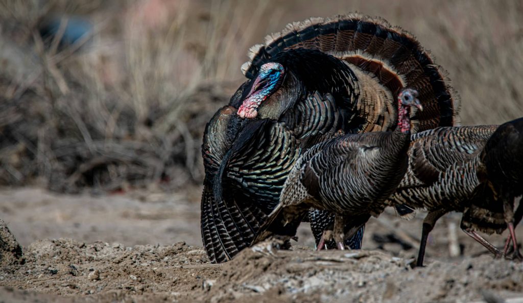 hunting app