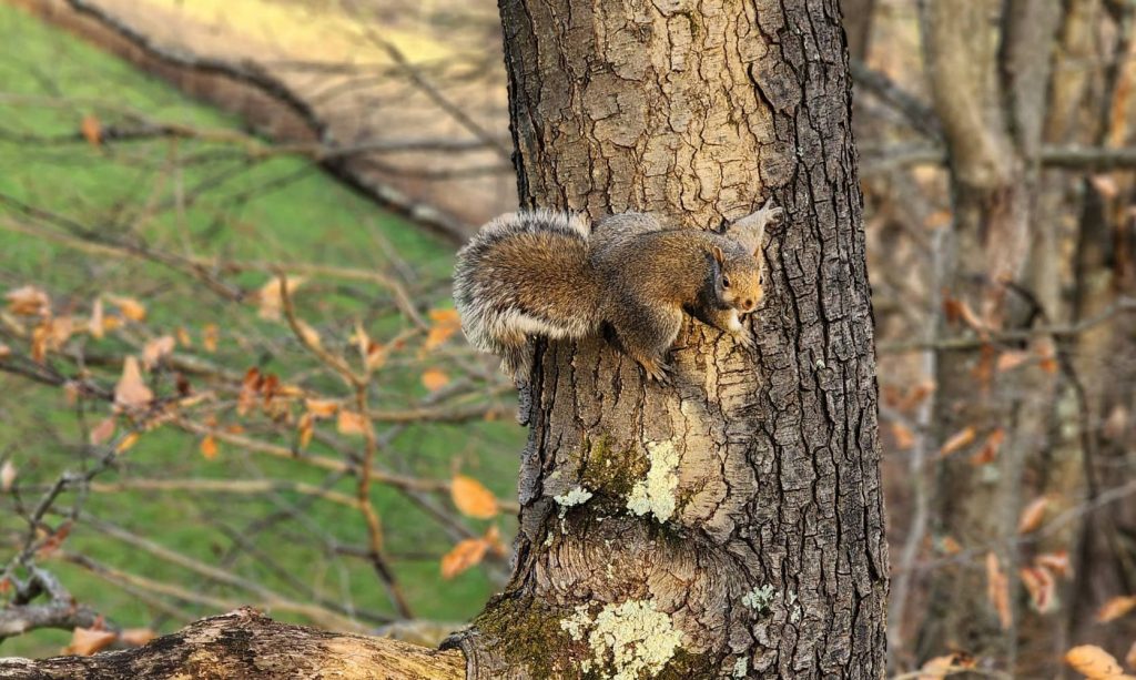 fall squirrel hunting