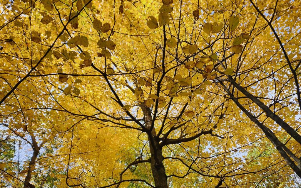 best places to hunt squirrels
