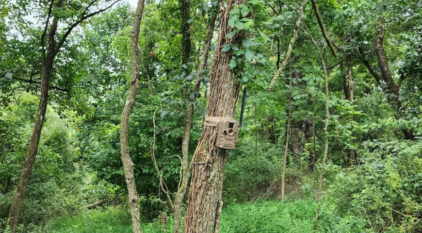 trail-cameras-deer-hunting-how-data-discipline-technology-improve-success-feature
