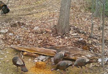 spring-turkey-season-2026-stop-guessing-the-wind-feature