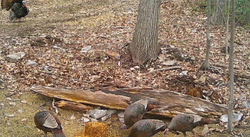 spring-turkey-season-2026-stop-guessing-the-wind-feature