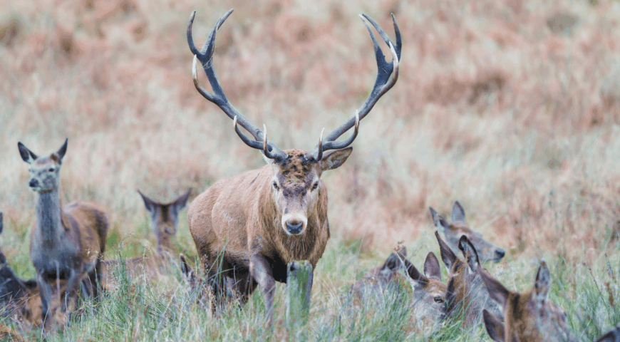 data-beats-luck-red-stag-tactical-edge-feature-new