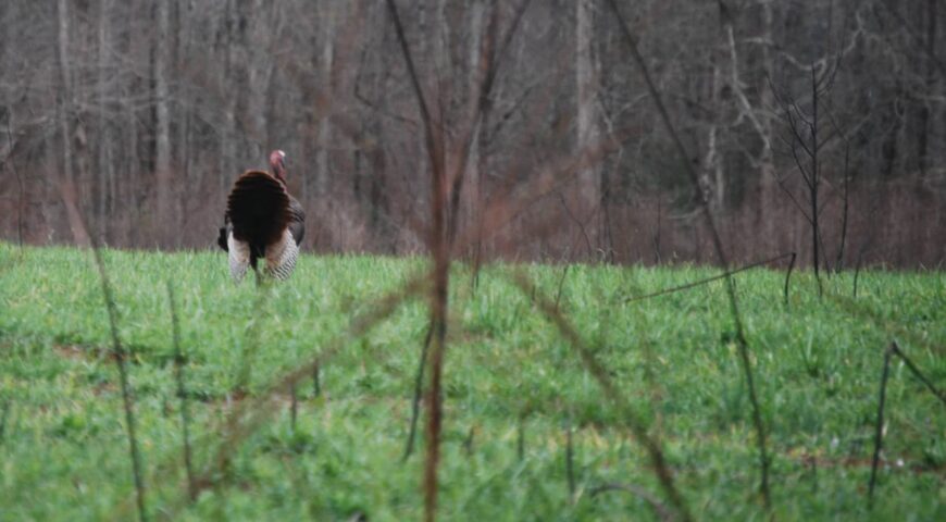 how-to-scout-turkey-on-public-land-feature