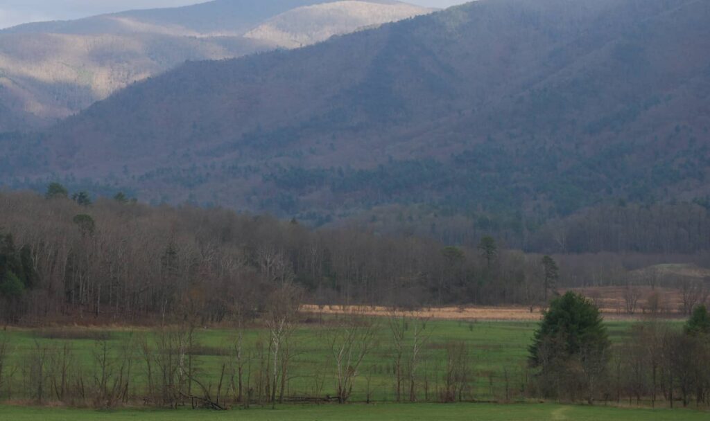 how to scout for turkey