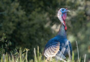 late-season-turkey-hunting-how-to-kill-a-gobbler-feature