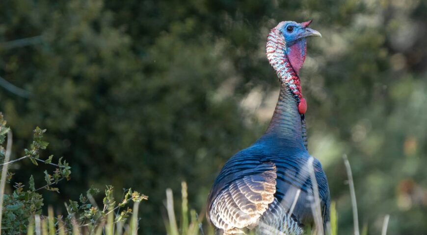 late-season-turkey-hunting-how-to-kill-a-gobbler-feature