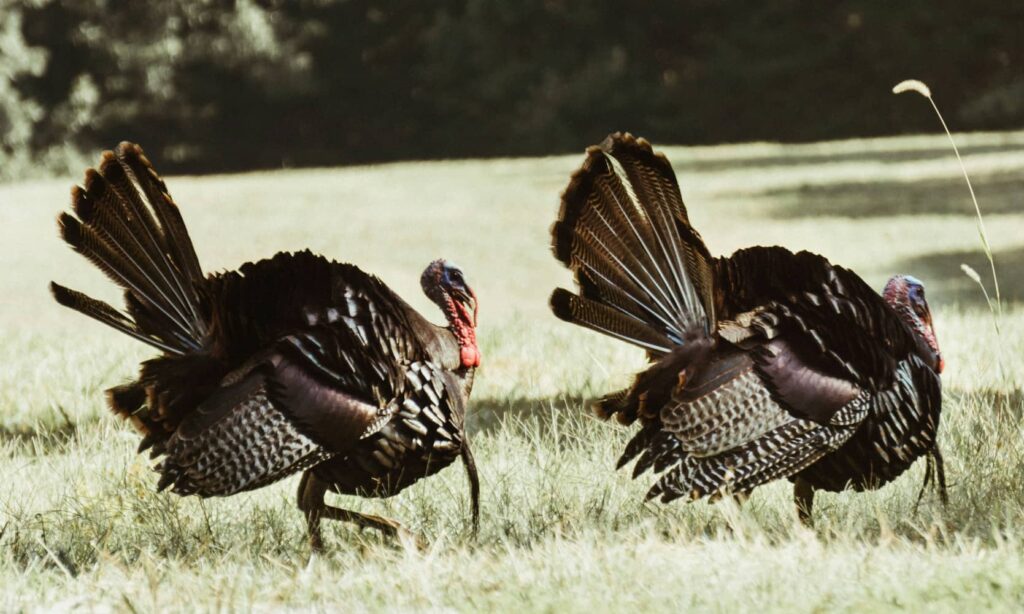 late-season turkey hunting