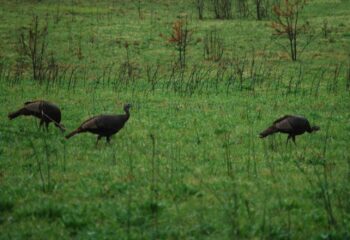 turkey-calling-tips-when-to-call-when-to-shut-up-feature