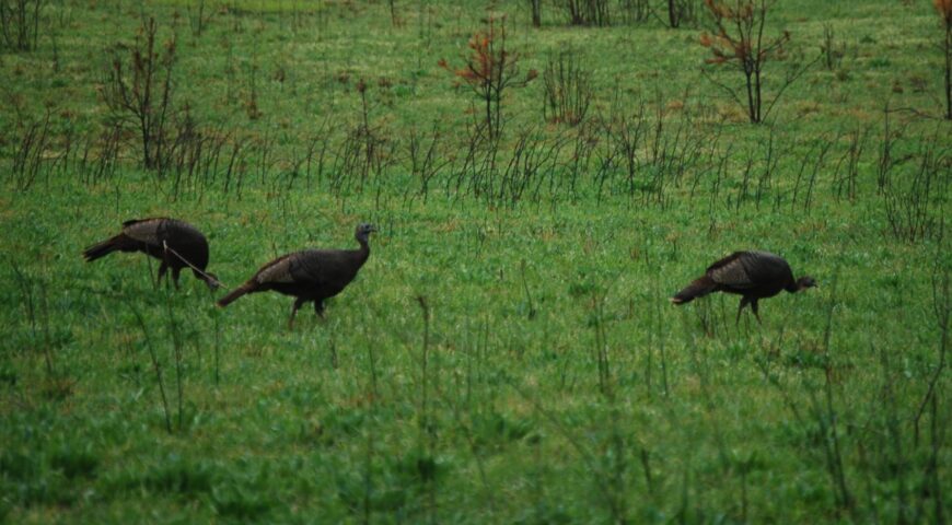 turkey-calling-tips-when-to-call-when-to-shut-up-feature