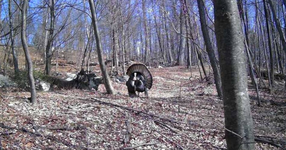 turkey calling in spring gobbler season