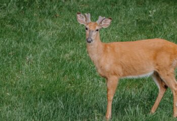 deer-mineral-sites-maximize-antler-growth-herd-health-feature
