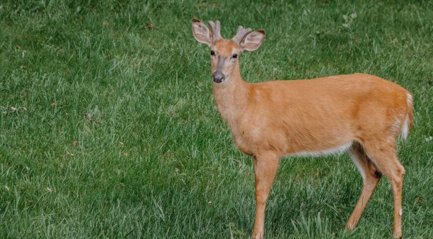 deer-mineral-sites-maximize-antler-growth-herd-health-feature