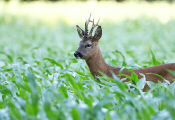 roe-buck-fever-kickoff-to-uk-ireland-stalking-feature