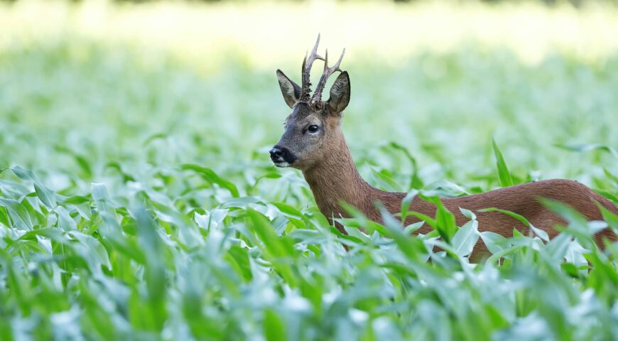roe-buck-fever-kickoff-to-uk-ireland-stalking-feature
