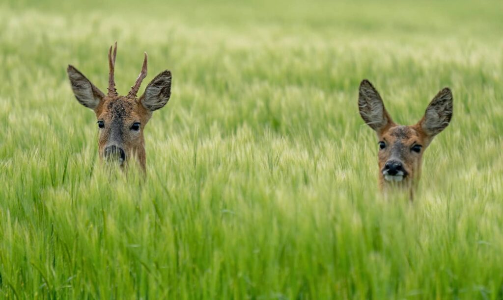 roe buck fever