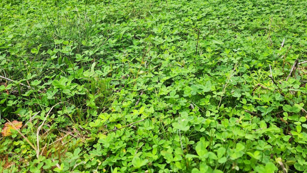 summer food plots