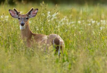 summer-food-plots-deer-food-alternatives-feature