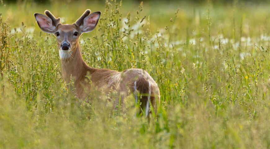 summer-food-plots-deer-food-alternatives-feature