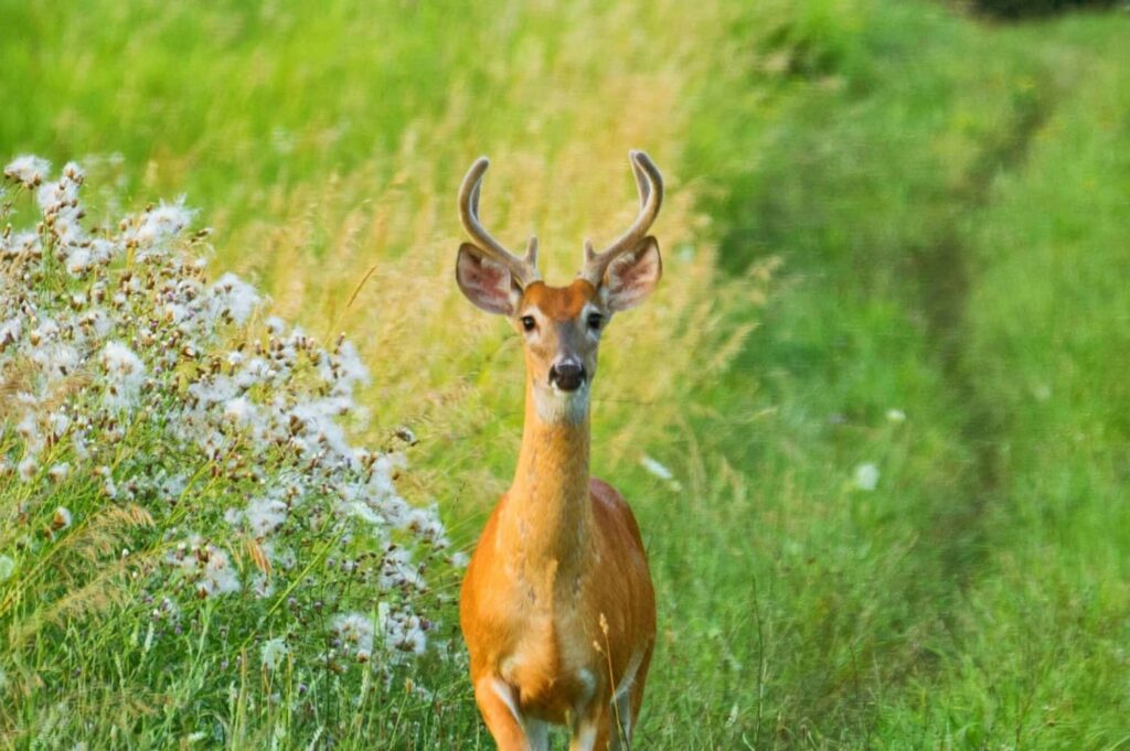 summer food plots