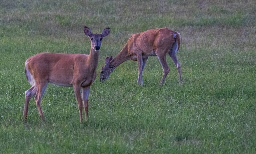 food sources for deer