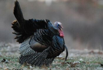 turkey-season-recap-lessons-learned-feature