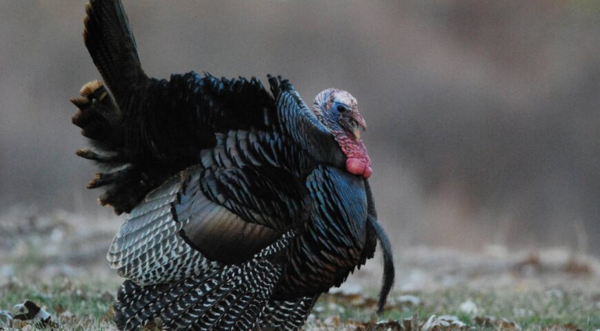 turkey-season-recap-lessons-learned-feature