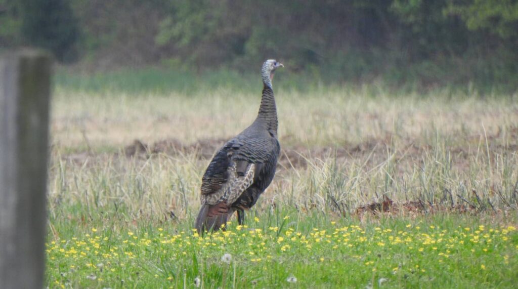 turkey season recap