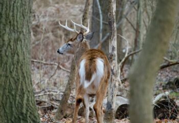 hidden-deer-movement-patterns-feature