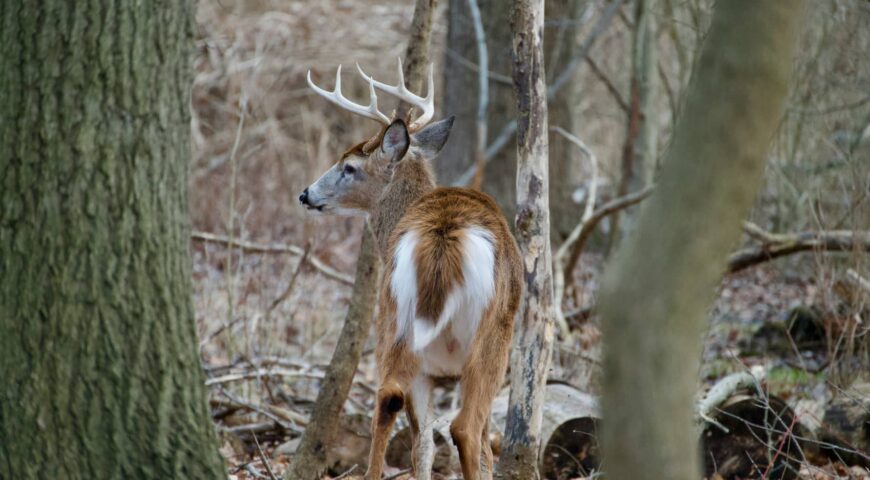 hidden-deer-movement-patterns-feature