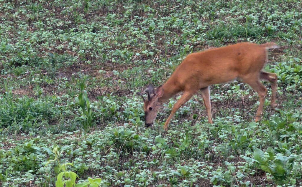 deer movement patterns
