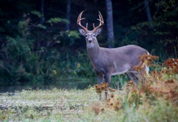 how-to-pattern-a-mature-buck-before-opening-day-feature