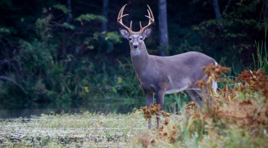 how-to-pattern-a-mature-buck-before-opening-day-feature