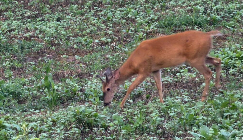 hunting mature bucks