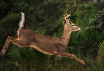why-bucks-disappear-in-september-feature