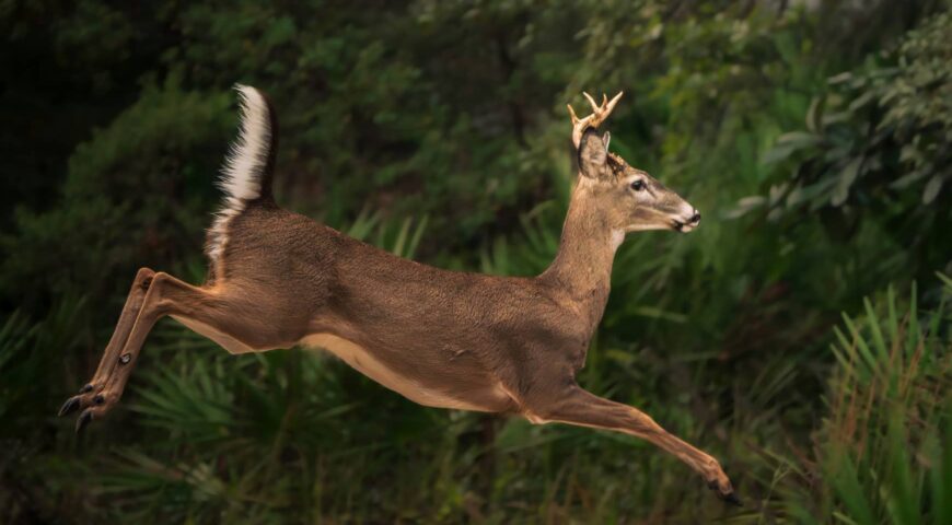 why-bucks-disappear-in-september-feature