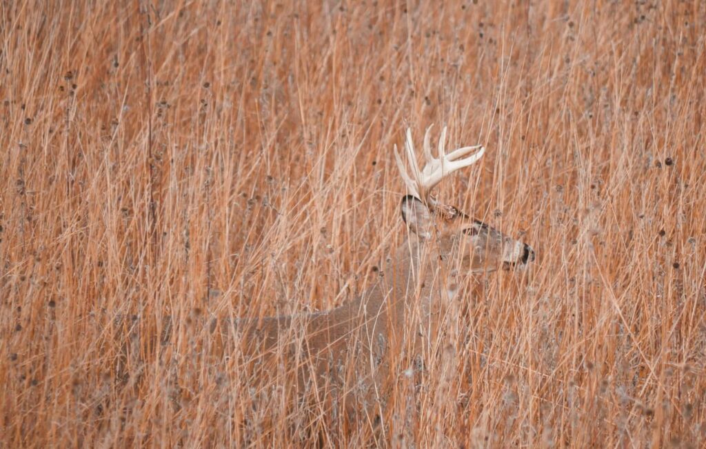 why bucks disappear in September