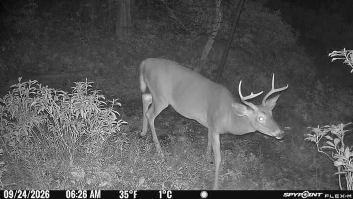 trail camera placement tips