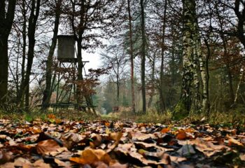 opening-day-archery-strategy-save-the-best-stand-feature