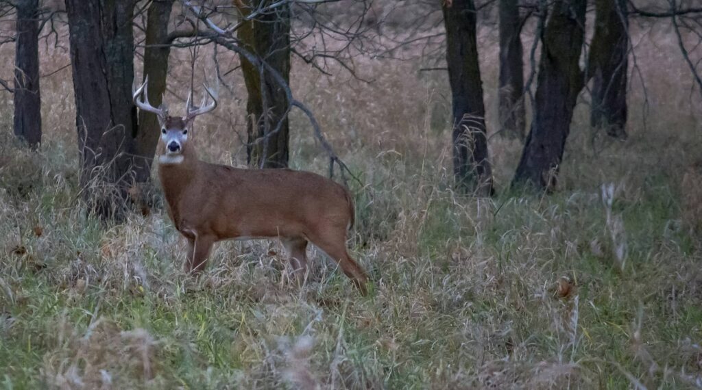 opening day archery strategy