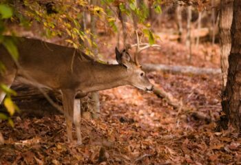 whitetail-rut-prediction-predicting-buck-movement-feature
