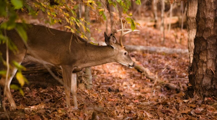 whitetail-rut-prediction-predicting-buck-movement-feature