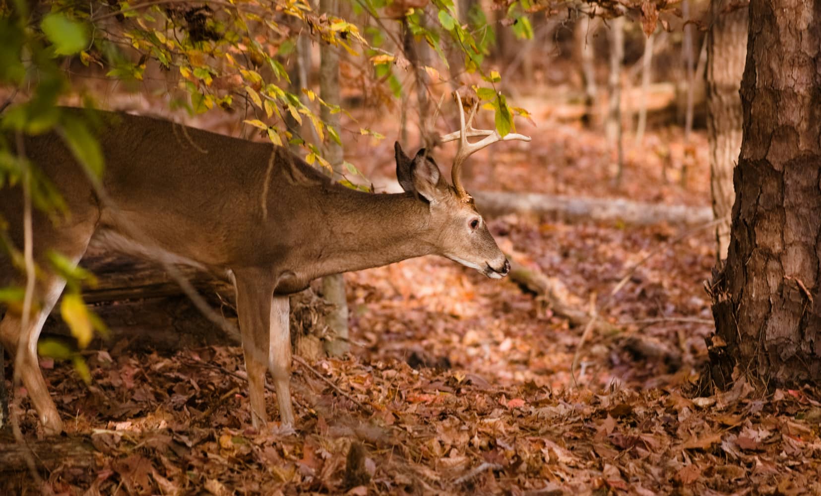 whitetail rut tips