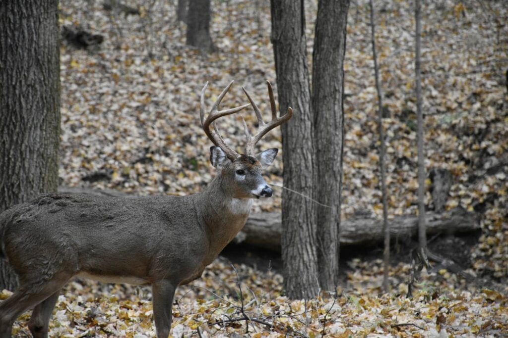 whitetail rut prediction