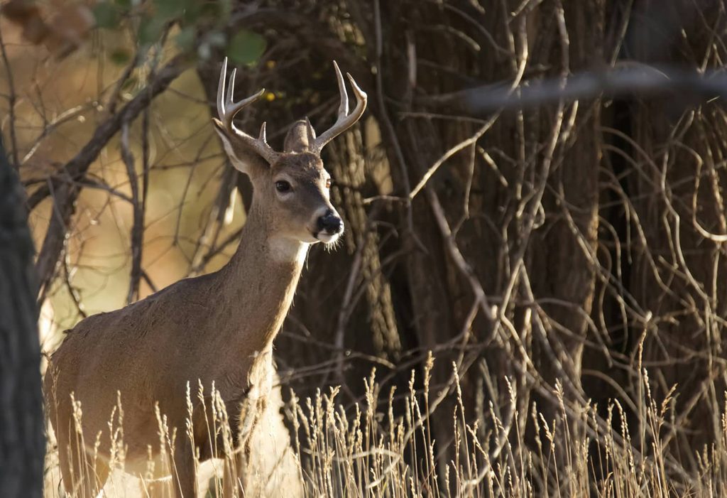 whitetail deer hunting tips