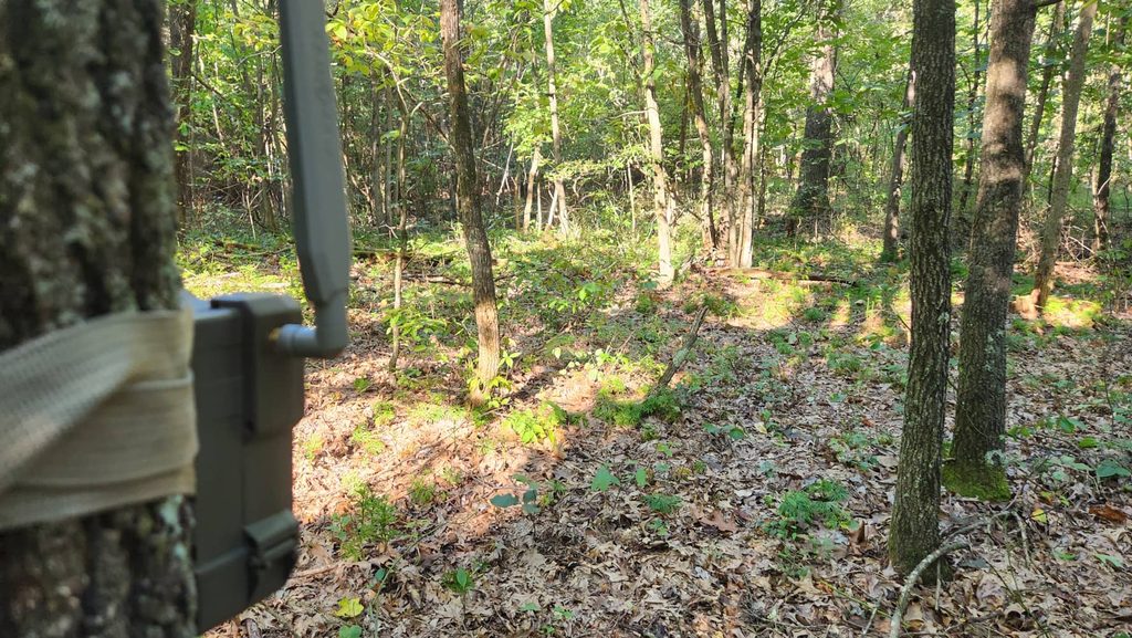 hunting tips for deer